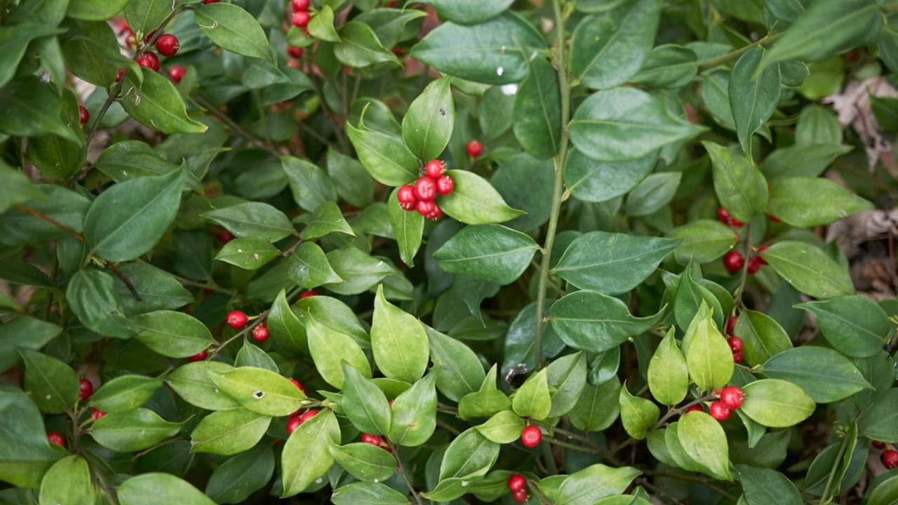 14 Shrubs That Make Winter Gardens Feel Alive Again 9 14 Shrubs That Make Winter Gardens Feel Alive Again -