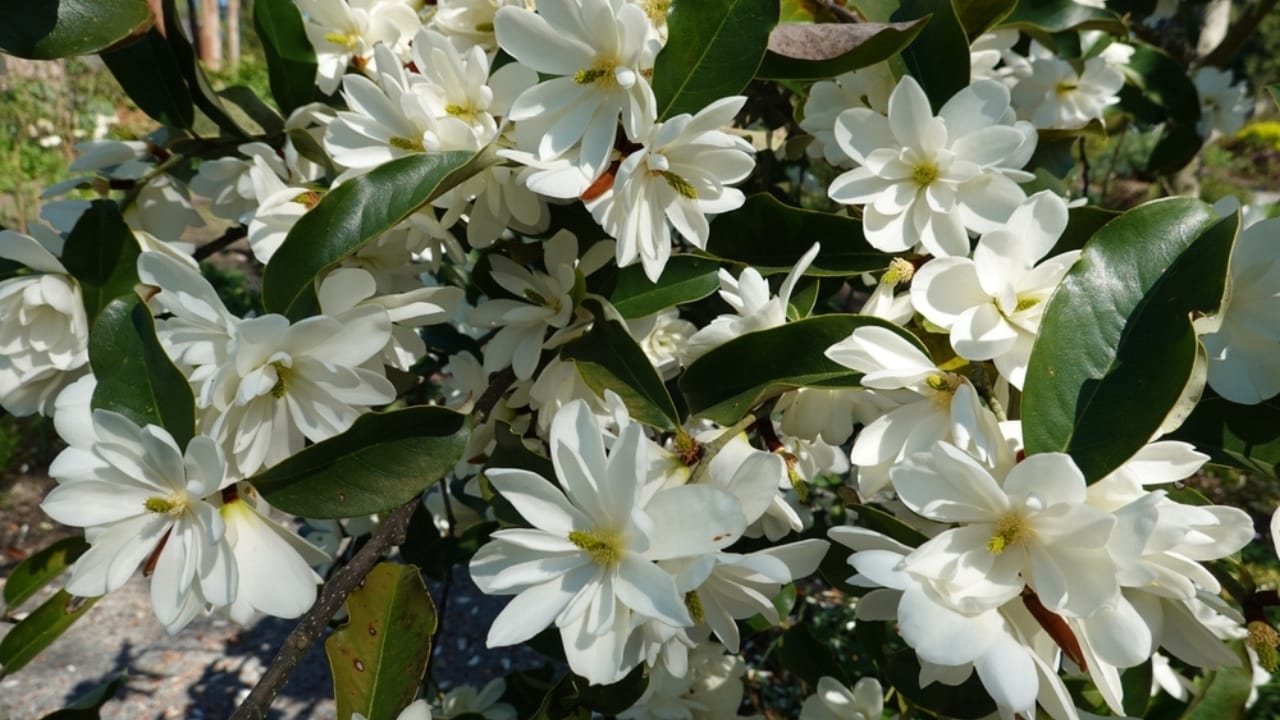17 Plants That Add Beauty & Amazing Scents to Your Yard 5 17 Plants That Add Beauty & Amazing Scents to Your Yard - Sweetbay Magnolia ss2299412991 dpdgm