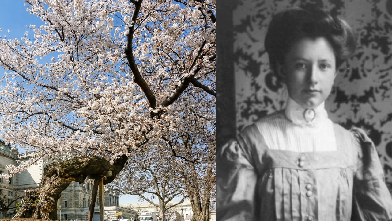 15 White House Trees Rooted in Love, Loss, and Legacy 17 15 White House Trees Rooted in Love, Loss, and Legacy - Tafts Japanese Cherry Trees wc Helen Taft wc