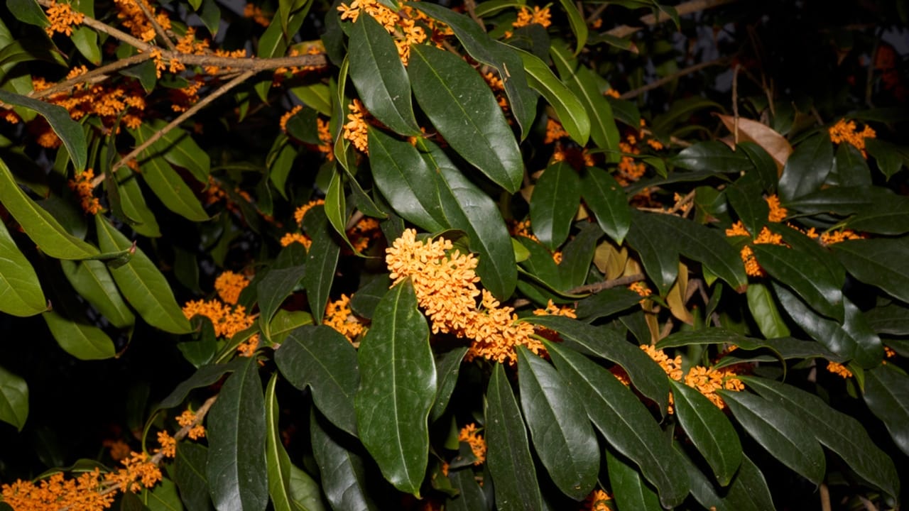 17 Plants That Add Beauty & Amazing Scents to Your Yard 15 17 Plants That Add Beauty & Amazing Scents to Your Yard - Tea Olive dp534200268 dnoh