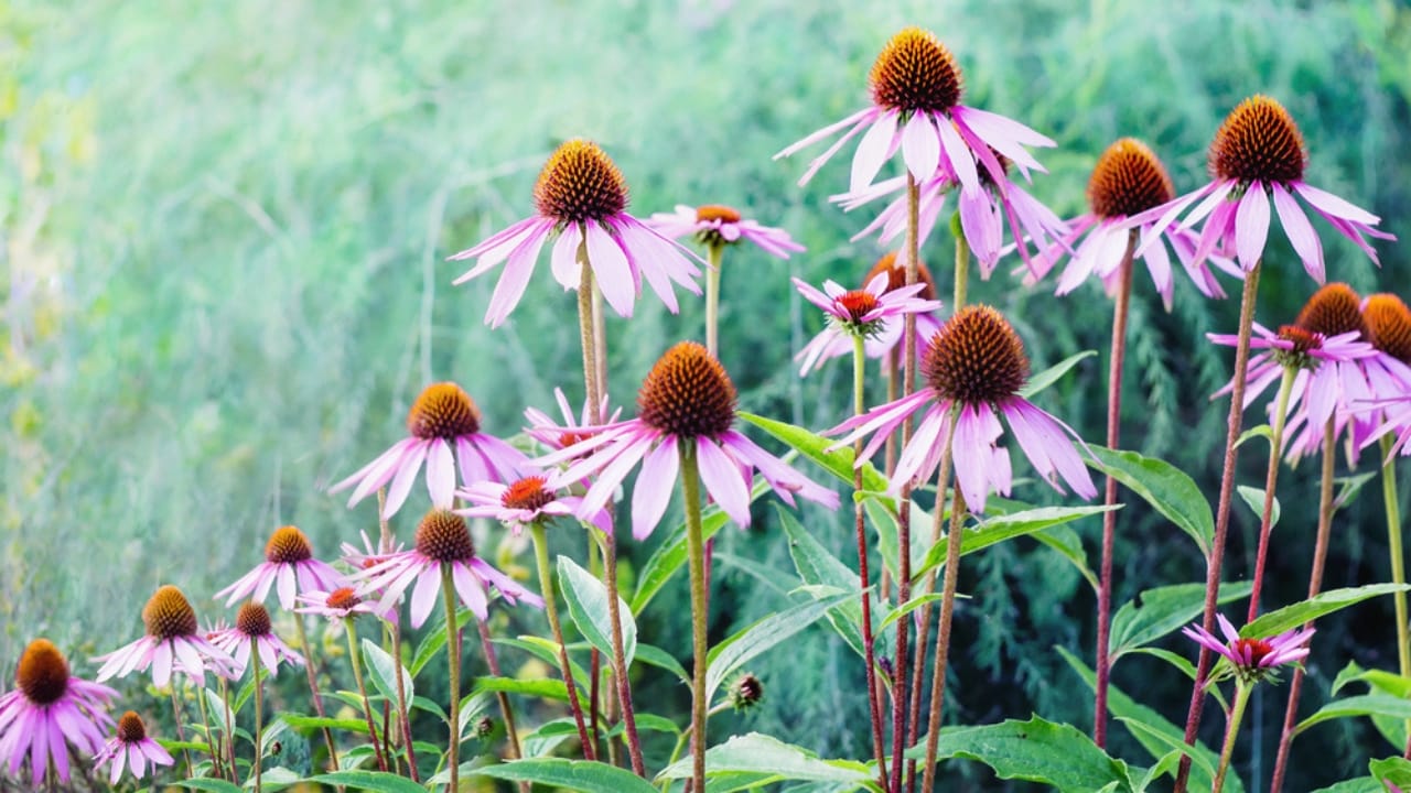 15 Breathtaking Flowers That Define America’s Natural Beauty - Tennessee Coneflower dp163495878 dnoh