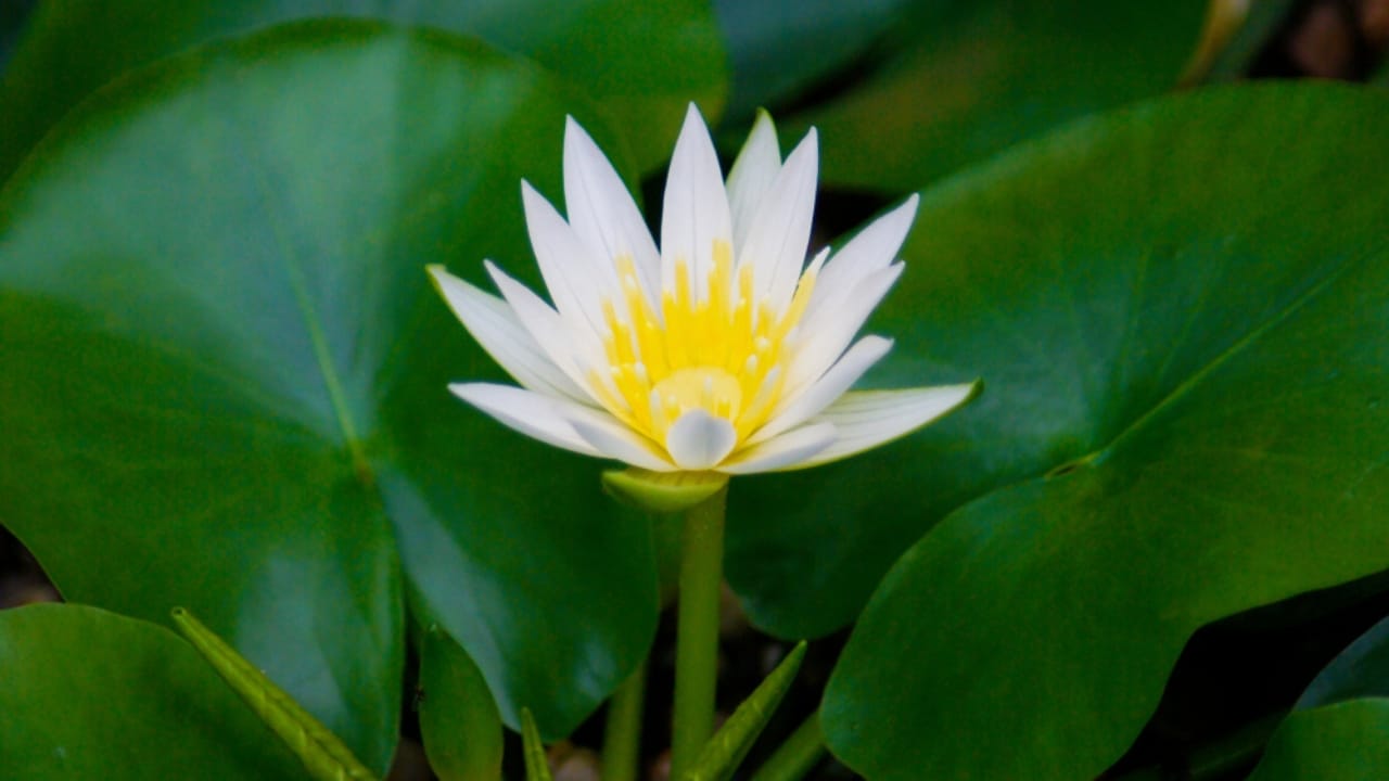 14 Rare Plants on the Brink of Extinction 8 14 Rare Plants on the Brink of Extinction - Thermal Water Lily ss1079681003 dpdgm