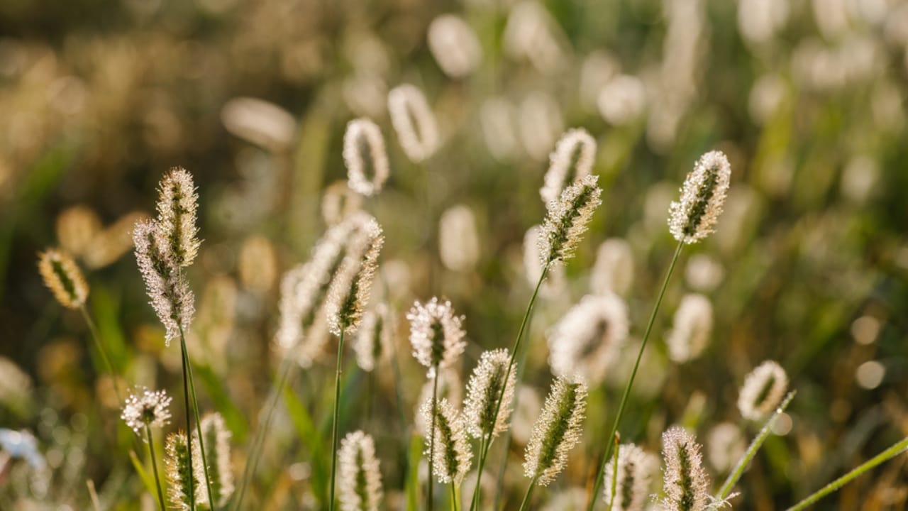 George Washington’s 20 Crops Shaped U.S. Farming Forever 19 George Washington’s 20 Crops Shaped U.S. Farming Forever - Timothy Grass dp343961858 dnoh