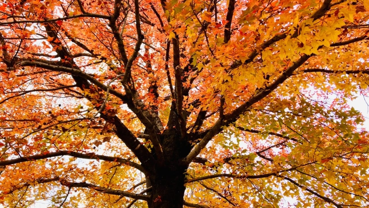 Small, Drought-Tolerant Trees: 15 Non-Invasive Picks for Your Yard - Trident Maple Tree ss2396848137 dpdgm