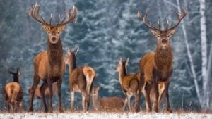 Urgent Call for Deer Hunters in These 5 States 1 Urgent Call for Deer Hunters in These 5 States - Two Noble Deer Cervus elaphus ss781214572 degm