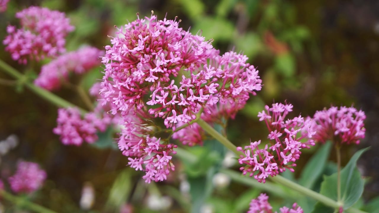 The 13 Plants That Powered Wartime Medicine in Two World Wars 10 The 13 Plants That Powered Wartime Medicine in Two World Wars - Valerian dp210834618 dnoh