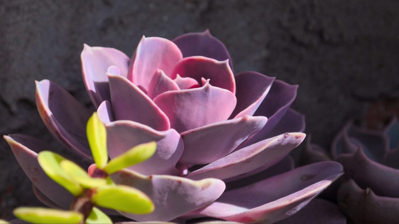 17 Gorgeous Pink-Leaved Plants That Are Stealing the Spotlight 10 17 Gorgeous Pink-Leaved Plants That Are Stealing the Spotlight - Variegata Echeveria Perle von Nurnberg Rainbow ss2173846559 degm