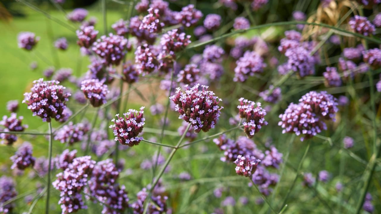 22 Self-Seeding Plants That Do All the Work for You 13 22 Self-Seeding Plants That Do All the Work for You - Verbena bonariensis dp462321682 dnoh