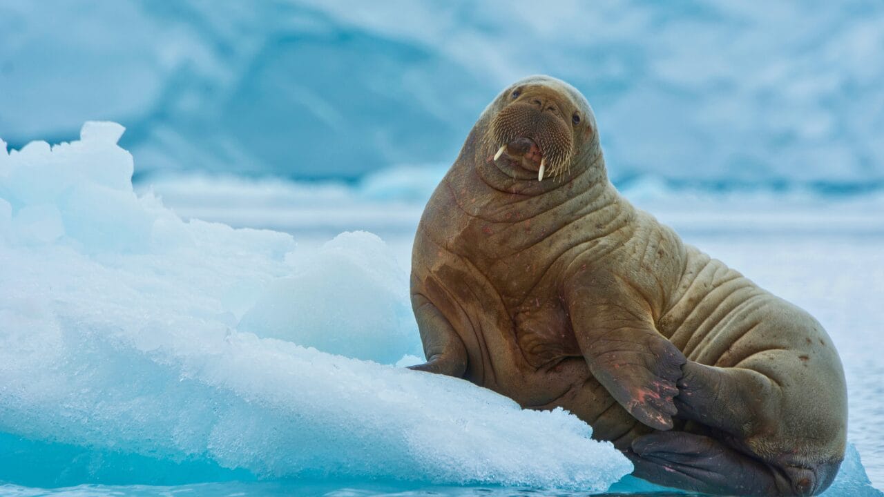 Life at -58°F: How 15 Arctic Species Thrive in the Cold 11 Life at -58°F: How 15 Arctic Species Thrive in the Cold - Walrus ss1279466188 bpgm