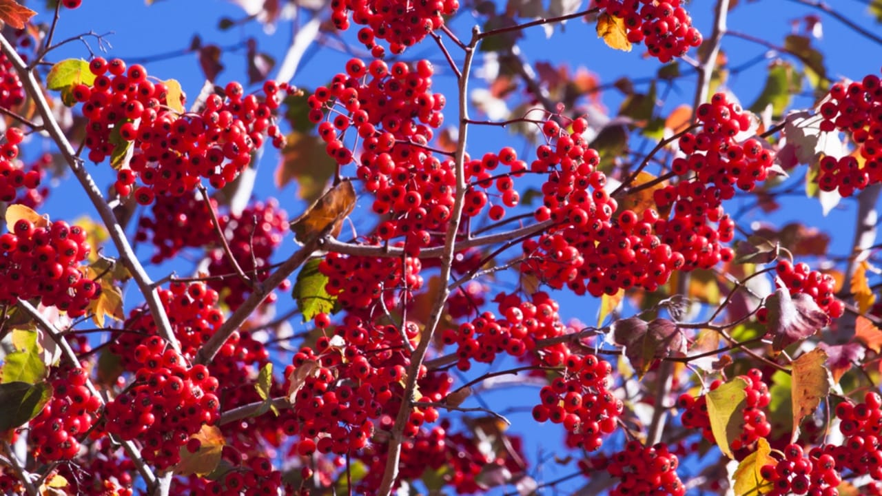 Brighten Your Winter Garden with These 16 Red Berry Shrubs 14 Brighten Your Winter Garden with These 16 Red Berry Shrubs - Washington Hawthorn ss160404950 dpdgm