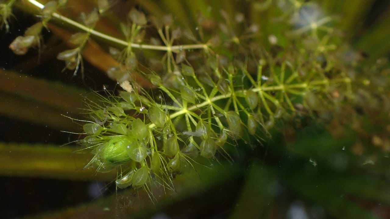 Nature's Deadly Garden: 13 Plants That Hunt Their Prey 12 Nature's Deadly Garden: 13 Plants That Hunt Their Prey - Waterwheel Plant wc