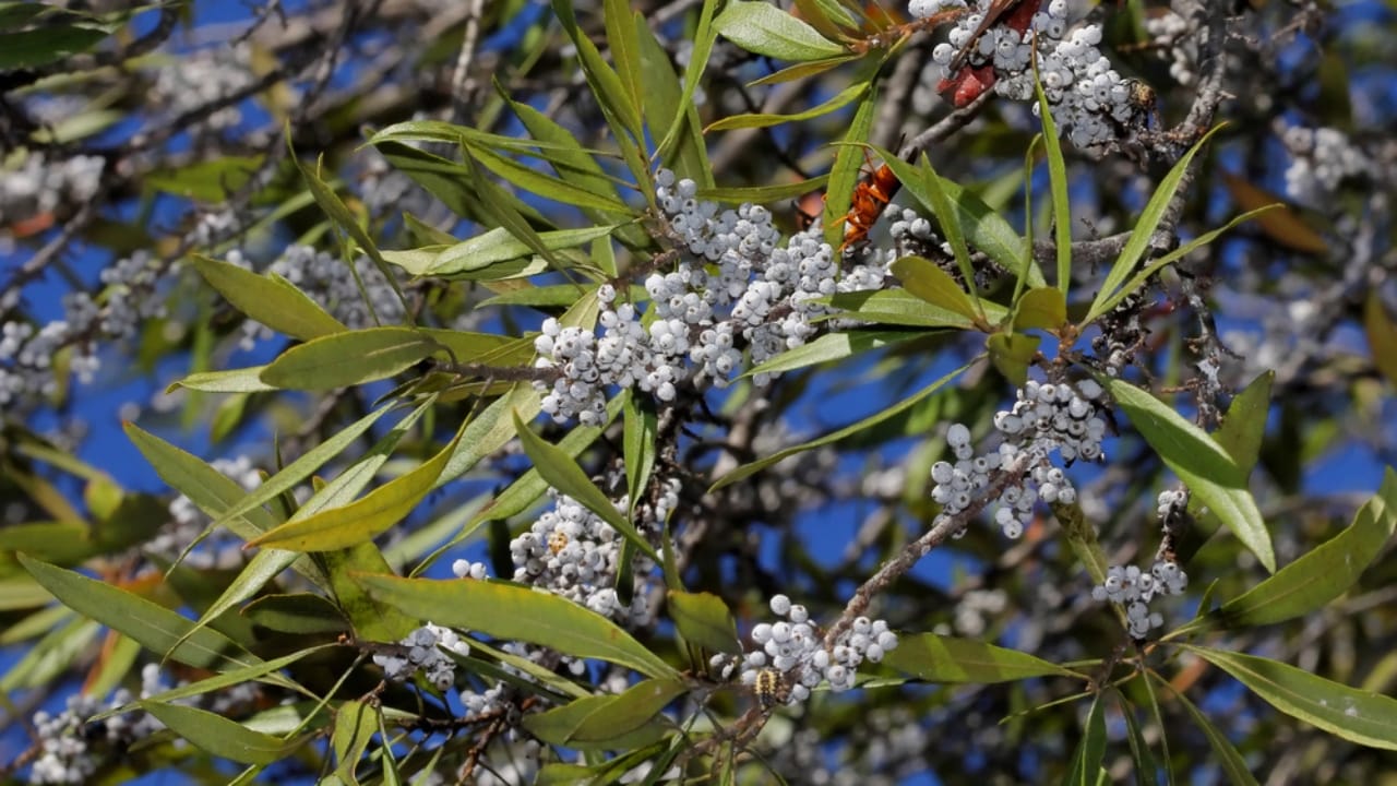 Skip the Fence: 18 Fast-Growing Shrubs for Instant Privacy 15 Skip the Fence: 18 Fast-Growing Shrubs for Instant Privacy -