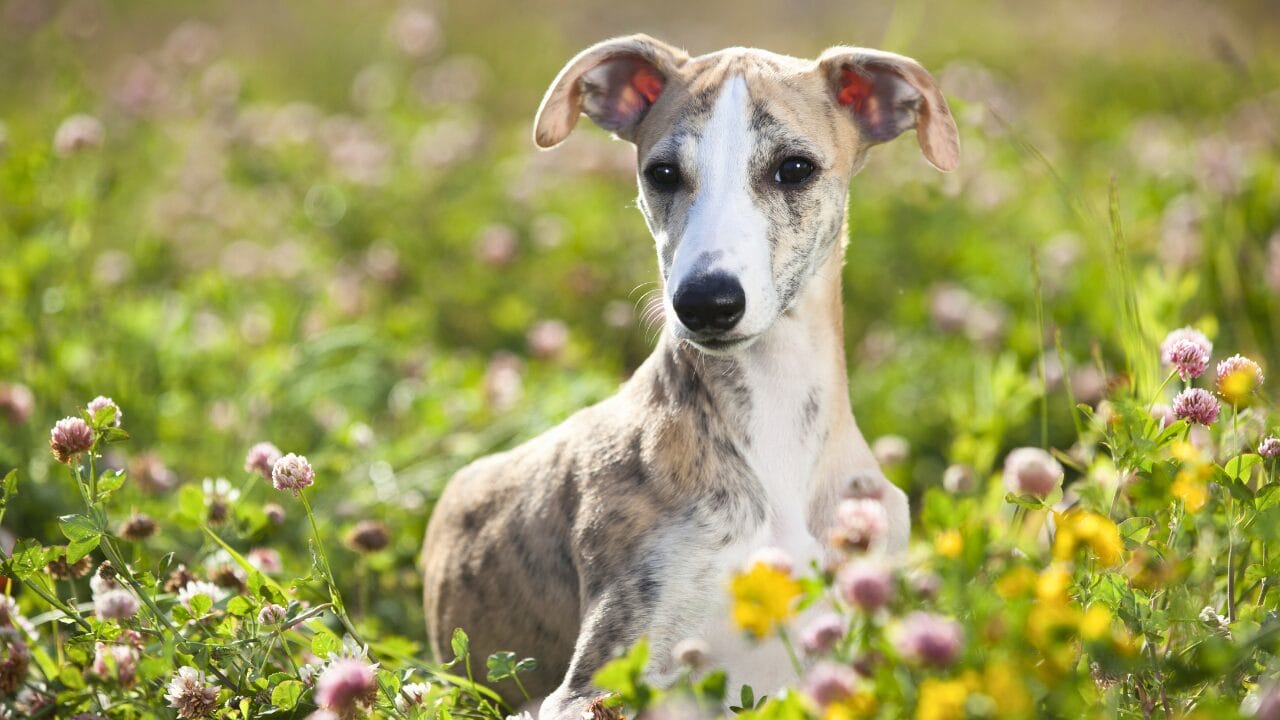 26 Dog Breeds Who Believe Aggression Is Simply Overrated 23 26 Dog Breeds Who Believe Aggression Is Simply Overrated - Whippet ss437336992 bpgm