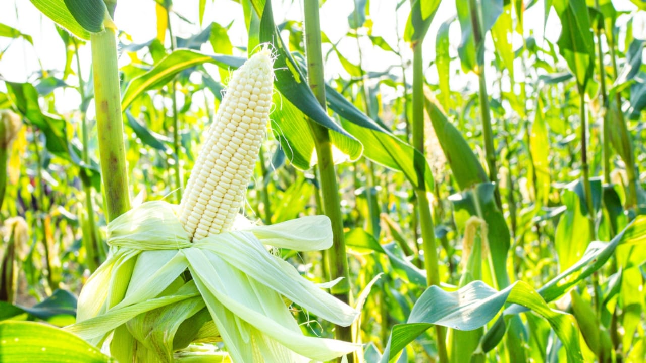 George Washington&rsquo;s 20 Crops Shaped U.S. Farming Forever - White Corn ss1892995072 dpdgm