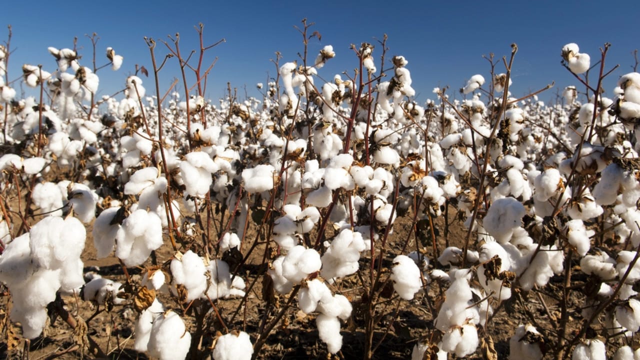 George Washington’s 20 Crops Shaped U.S. Farming Forever 13 George Washington’s 20 Crops Shaped U.S. Farming Forever - White Cotton dp11298377 dnoh