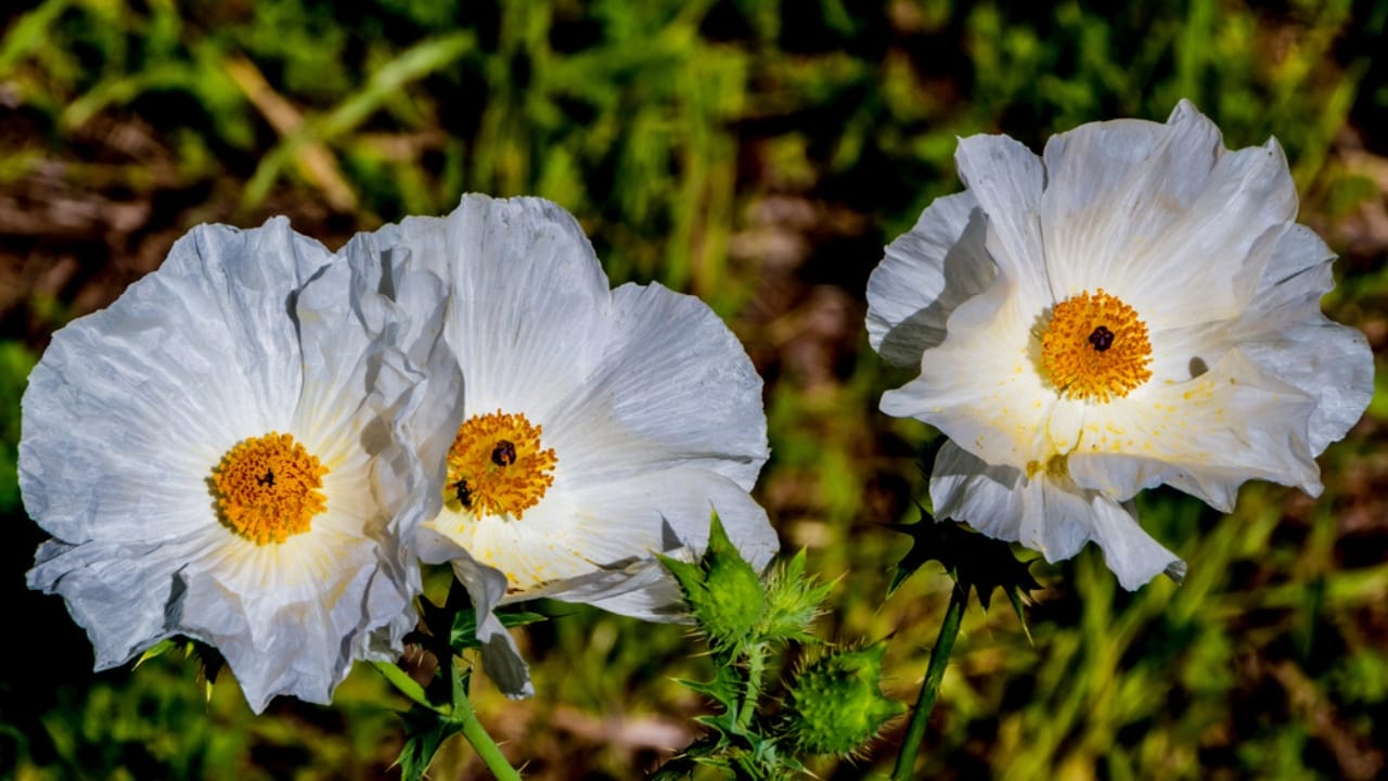 Delicate Blooms Became Powerful Symbols of Defiance 6 Delicate Blooms Became Powerful Symbols of Defiance - White Poppy dp33710729 dnoh