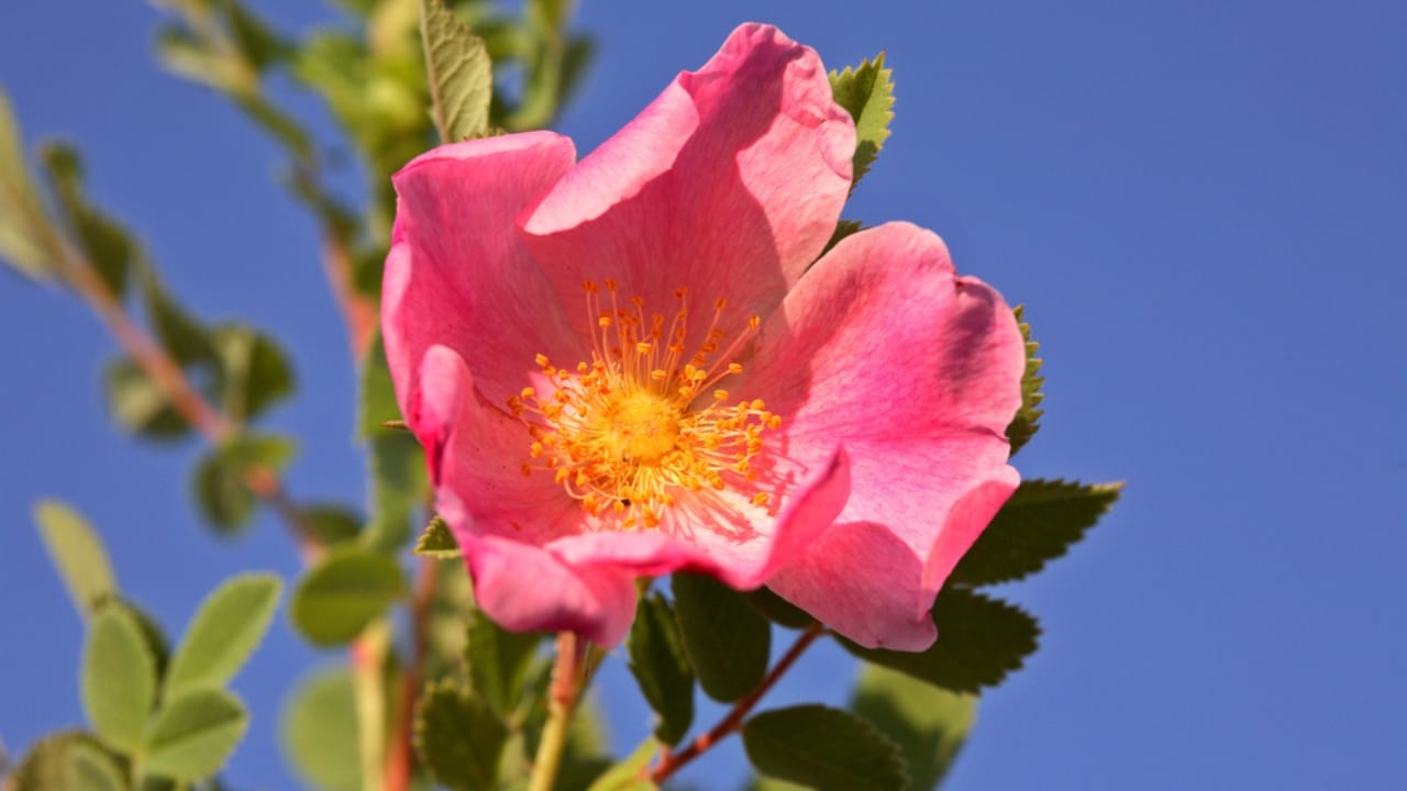15 Breathtaking Flowers That Define America’s Natural Beauty - Wild Prairie Rose dp5549865 dnoh
