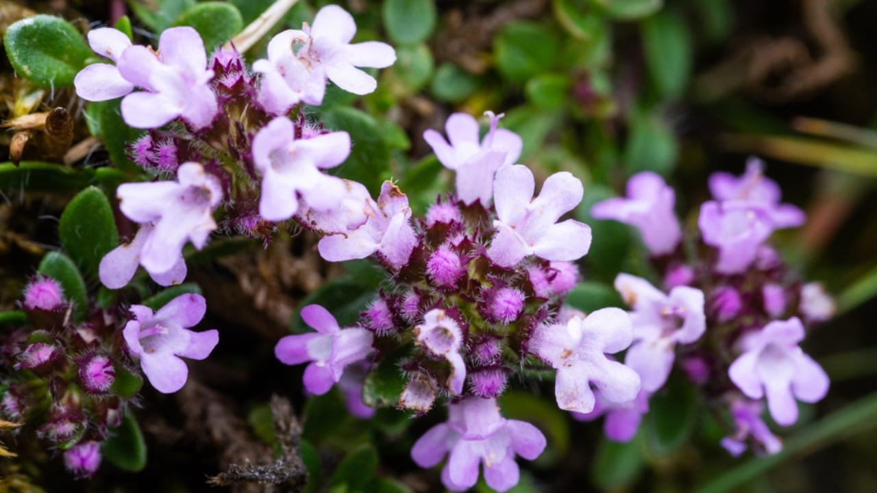 The 13 Plants That Powered Wartime Medicine in Two World Wars 9 The 13 Plants That Powered Wartime Medicine in Two World Wars - Wild Thyme ss1201055671 dnoh