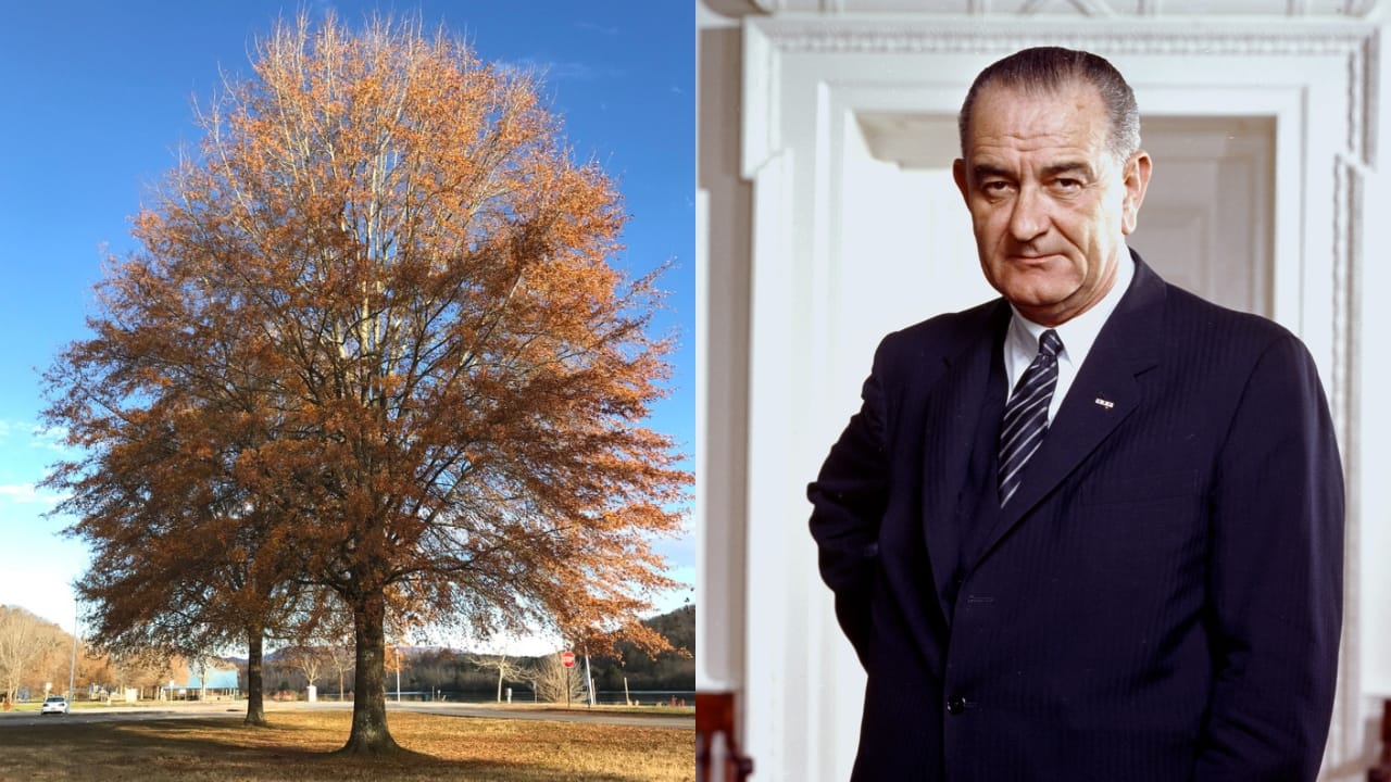 15 White House Trees Rooted in Love, Loss, and Legacy 11 15 White House Trees Rooted in Love, Loss, and Legacy - Willow Oak ss1260616849 dnoh Lyndon B. Johnson wc