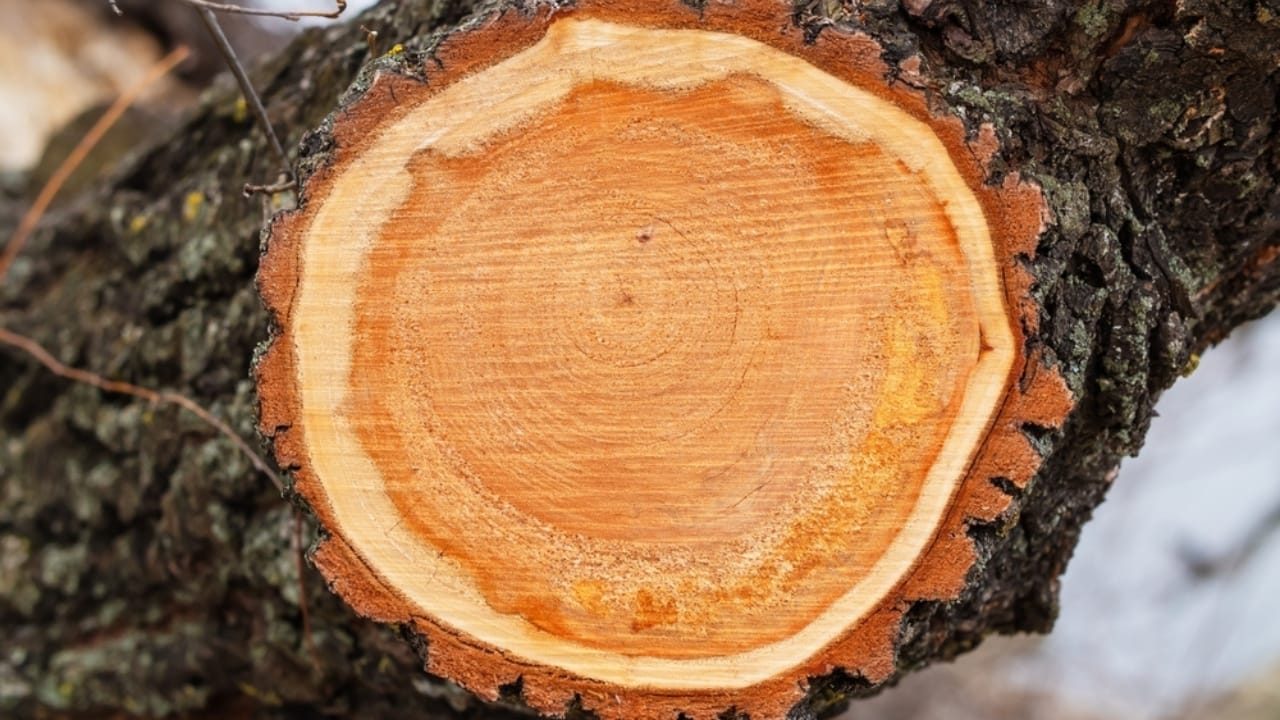 15 Woods You Should Never Burn: Protect Your Health and Home 16 15 Woods You Should Never Burn: Protect Your Health and Home - Willow wood ss2443112261 dpdgm