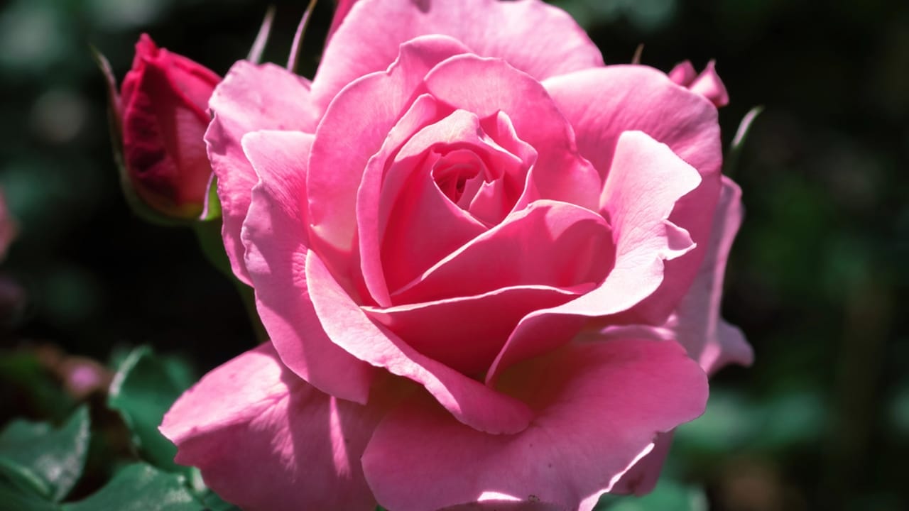 16 Christmas Plants to Brighten Your Holiday Décor 16 16 Christmas Plants to Brighten Your Holiday Décor - Winter Rose dp537263188 dnoh