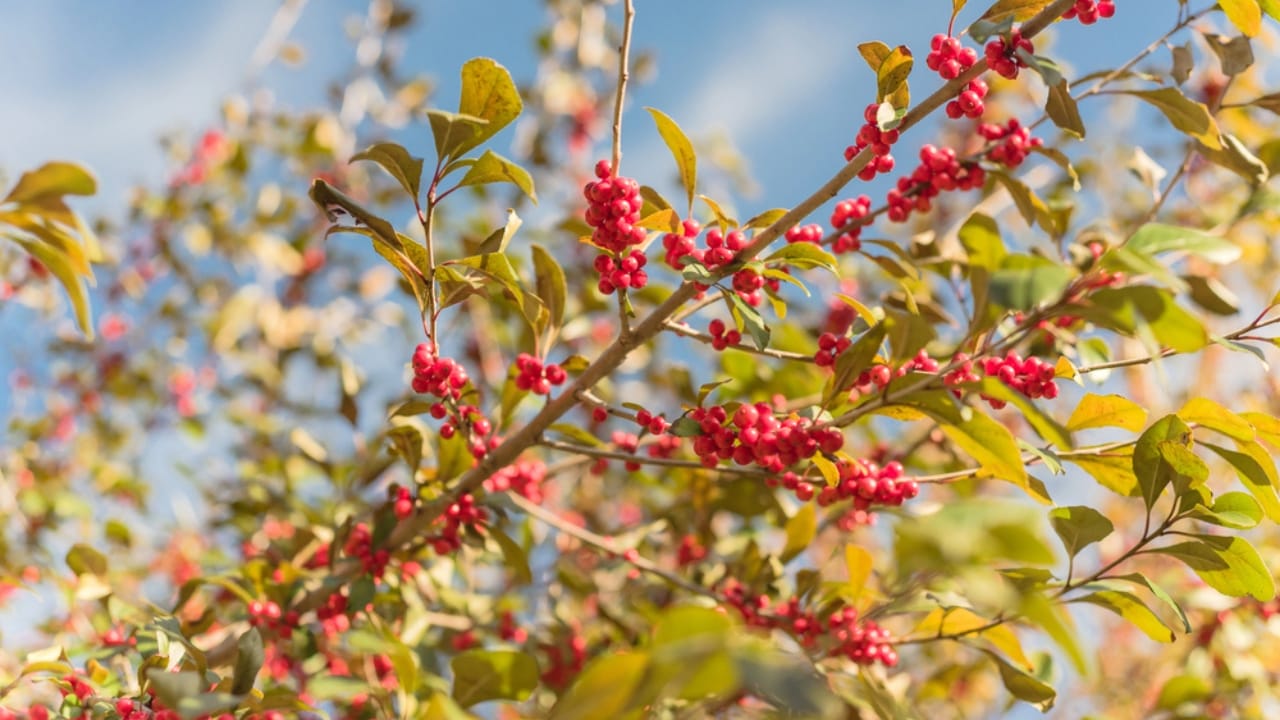 14 Shrubs That Make Winter Gardens Feel Alive Again 4 14 Shrubs That Make Winter Gardens Feel Alive Again - Winterberry Holly dp323834496 dnoh