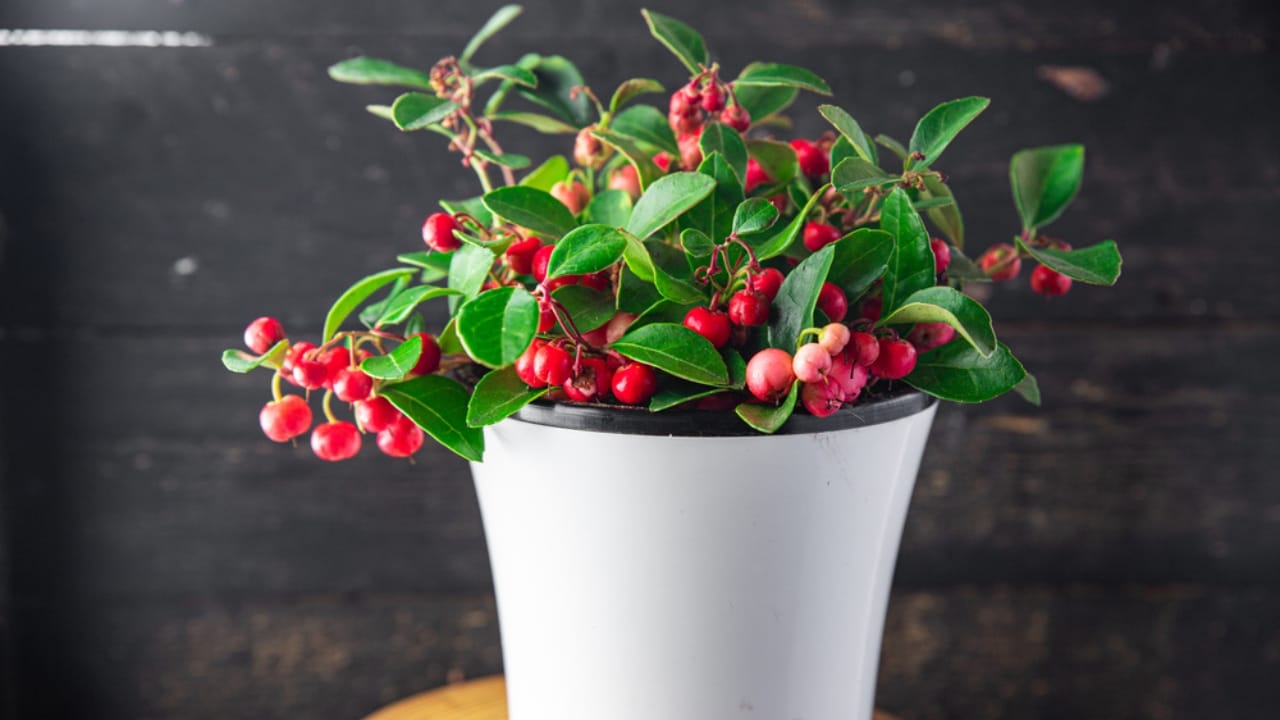 16 Christmas Plants to Brighten Your Holiday Décor 13 16 Christmas Plants to Brighten Your Holiday Décor - Wintergreen dp522273666 dnoh