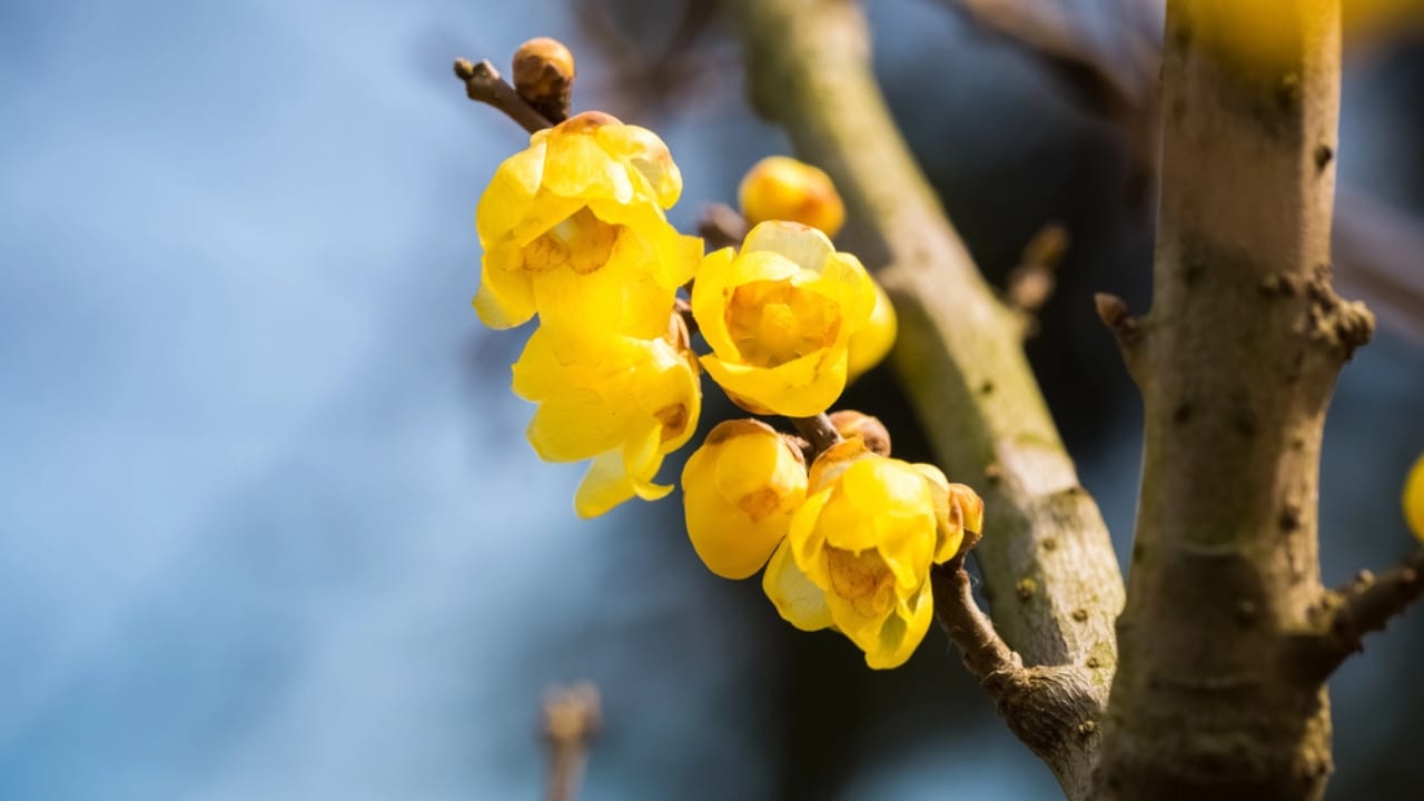 14 Shrubs That Make Winter Gardens Feel Alive Again 8 14 Shrubs That Make Winter Gardens Feel Alive Again - Wintersweet Plant dp66274053 dnoh