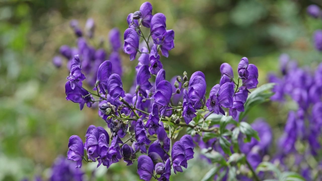 7 Deadly Plants That Changed Warfare With Poison and Fear 6 7 Deadly Plants That Changed Warfare With Poison and Fear - Wolfsbane ss2506259577 dnoh