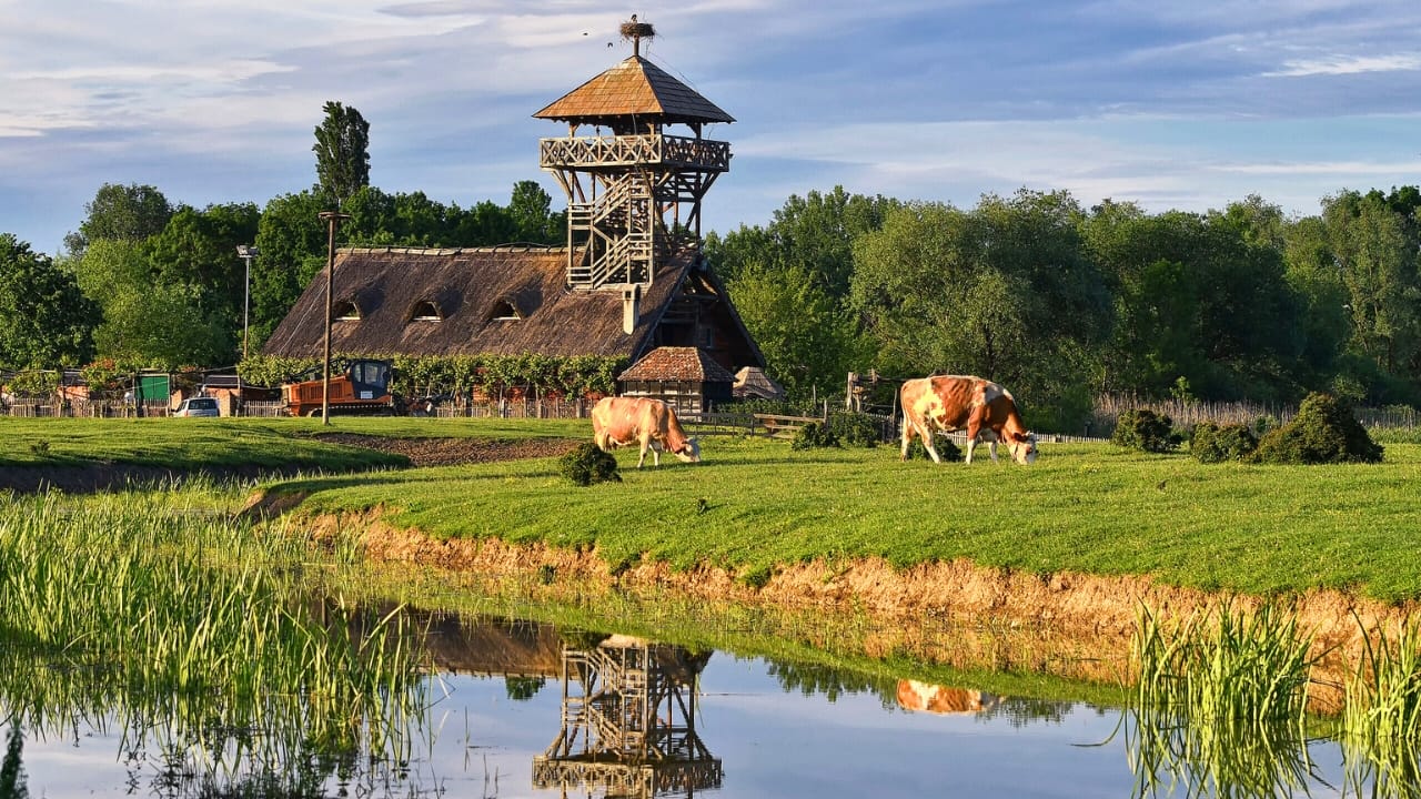 The World's Priciest Cheese Isn't Made from Cow, Goat, or Sheep Milk 3 The World's Priciest Cheese Isn't Made from Cow, Goat, or Sheep Milk - Zasavica Special Nature Reserve in Serbia wiki