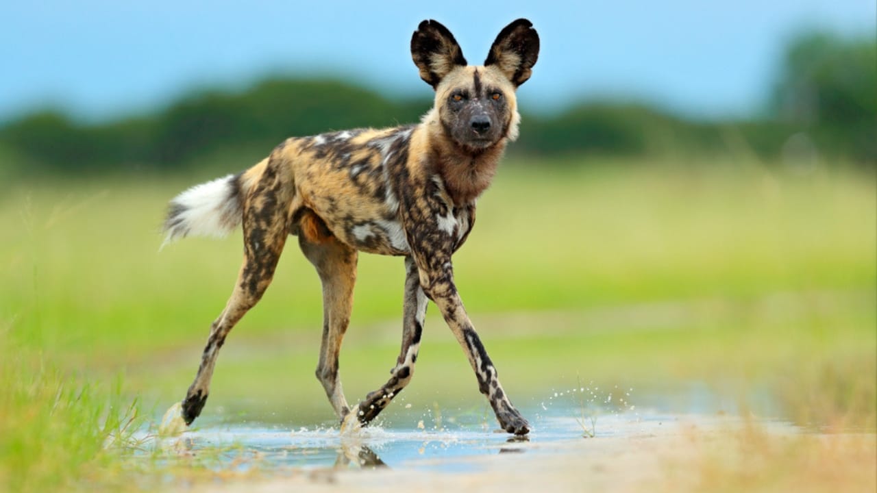 These 13 African Dogs Prove Beauty Comes From Resilience 14 These 13 African Dogs Prove Beauty Comes From Resilience - african hunting dog ss1061441480 dnoh