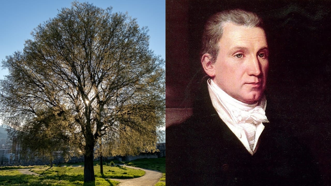 15 White House Trees Rooted in Love, Loss, and Legacy 16 15 White House Trees Rooted in Love, Loss, and Legacy - american elm tree ss2442540587 dnoh James Monroe wc