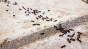 6 Natural Ways to Get Rid of Ants in Your Yard & Driveway 1 6 Natural Ways to Get Rid of Ants in Your Yard & Driveway - ants in line dp43923723 dnoh
