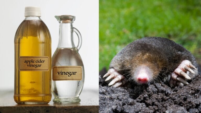 No Chemicals, No Molehills: Why Vinegar Works 5 No Chemicals, No Molehills: Why Vinegar Works - apple cider vinegar and white vinegar dp138942676 mole dp11025789 dnoh