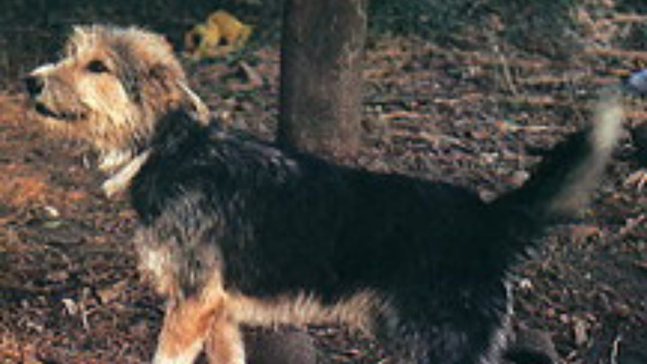 These 13 African Dogs Prove Beauty Comes From Resilience 11 These 13 African Dogs Prove Beauty Comes From Resilience - armant dog wc