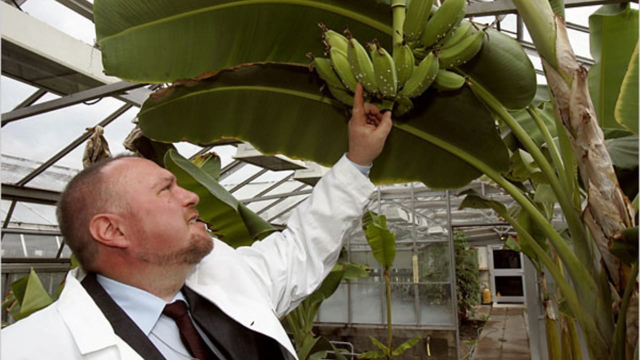 Atomic Gardening: A Cold War Experiment That Changed Crops Forever 2 Atomic Gardening: A Cold War Experiment That Changed Crops Forever - atomic gardening 1