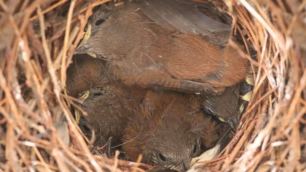 Natural Pest Control: Welcome Owls and Hawks to Your Garden 13 Natural Pest Control: Welcome Owls and Hawks to Your Garden - baby birds sleeping dp31657245 dnoh