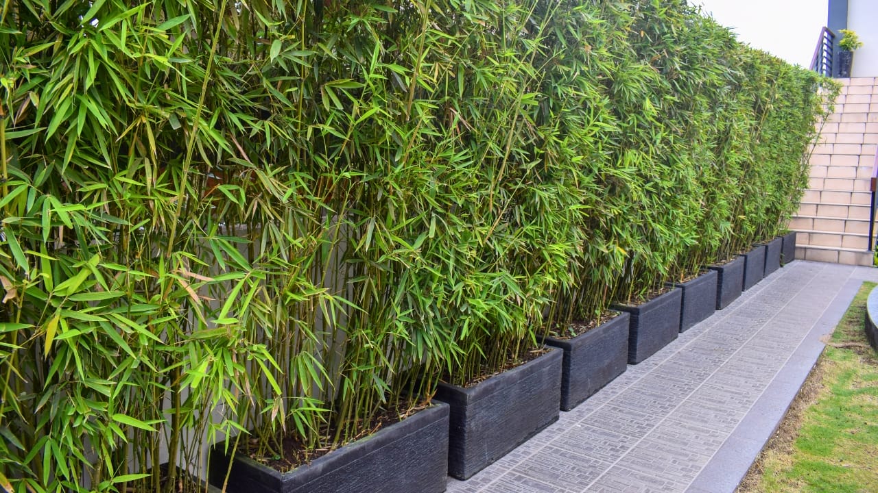 No Fence Needed: 12 Tall Ornamental Grasses for Perfect Privacy 9 No Fence Needed: 12 Tall Ornamental Grasses for Perfect Privacy - bamboo ss2041361891 degm