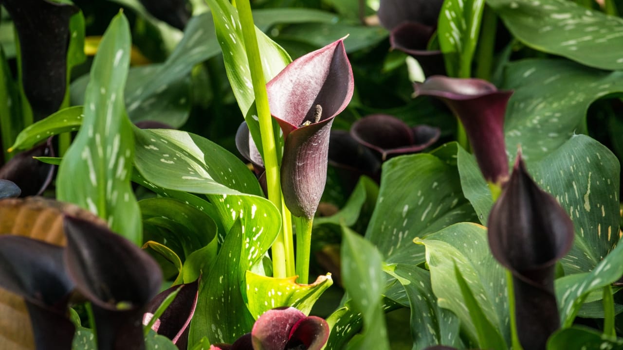 Black Calla Lilies Became Fall’s Boldest Décor Trend 3 Black Calla Lilies Became Fall’s Boldest Décor Trend - black callalily 3 dp576025464 dnoh