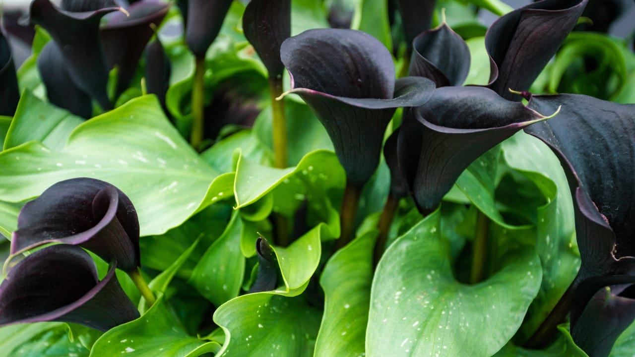 Black Calla Lilies Became Fall’s Boldest Décor Trend 4 Black Calla Lilies Became Fall’s Boldest Décor Trend - black callalily 4 dp354486022 dnoh