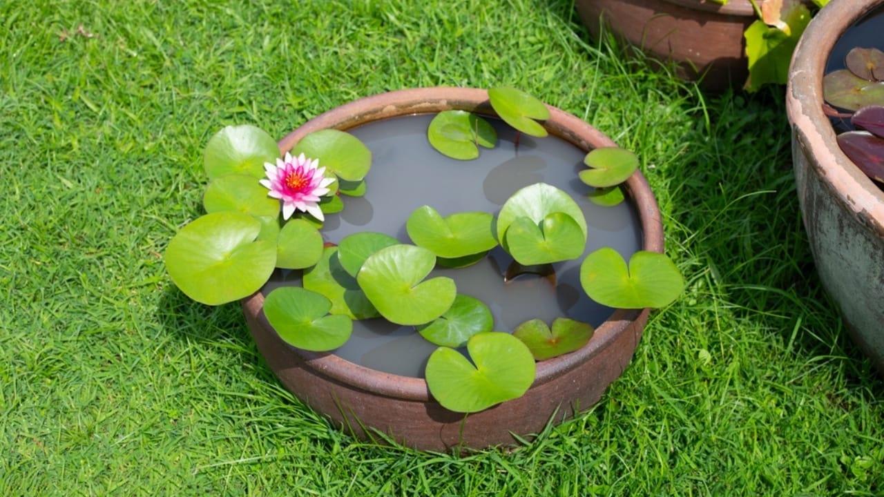 The Lotus Craze Is Real: How to Grow Them Without a Pond 9 The Lotus Craze Is Real: How to Grow Them Without a Pond - blooming lotus ss2209896717 dnoh