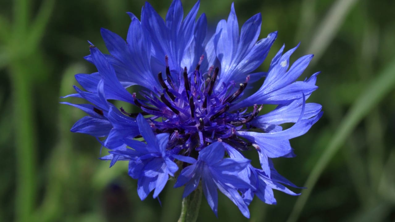 Delicate Blooms Became Powerful Symbols of Defiance 5 Delicate Blooms Became Powerful Symbols of Defiance - blue cornflower dp53117593 dnoh