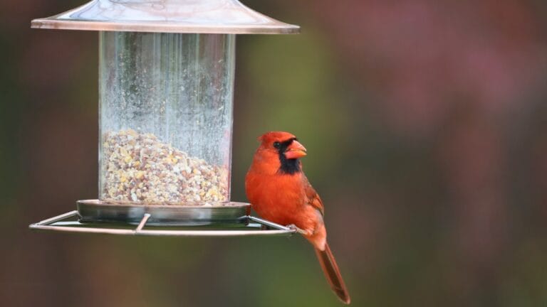 5 Simple Steps to Keep Bird Feeders Disease-Free 5 5 Simple Steps to Keep Bird Feeders Disease-Free - cardinal bird feeder ss2158660299 degm