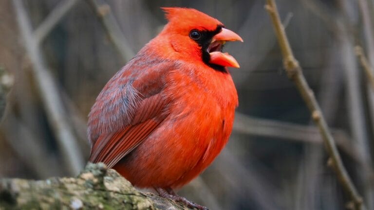 7 Ways Cardinals Use Their Songs to Send Powerful Messages 9 7 Ways Cardinals Use Their Songs to Send Powerful Messages - cardinal ss1329062099 degm