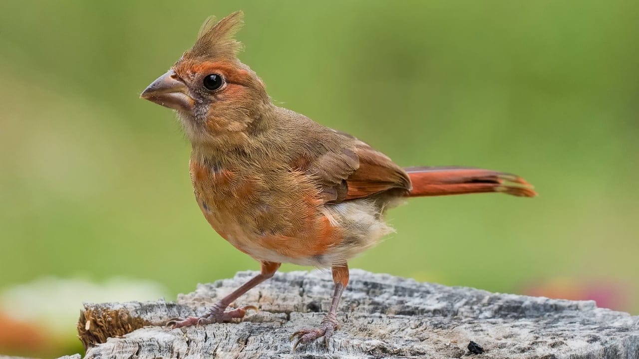 7 Ways Cardinals Use Their Songs to Send Powerful Messages 6 7 Ways Cardinals Use Their Songs to Send Powerful Messages - cardinal ss1780000328 degm