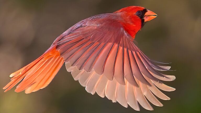 7 States Call the Cardinal Their Own—What It Means 8 7 States Call the Cardinal Their Own—What It Means - cardinal ss1917672128 degm