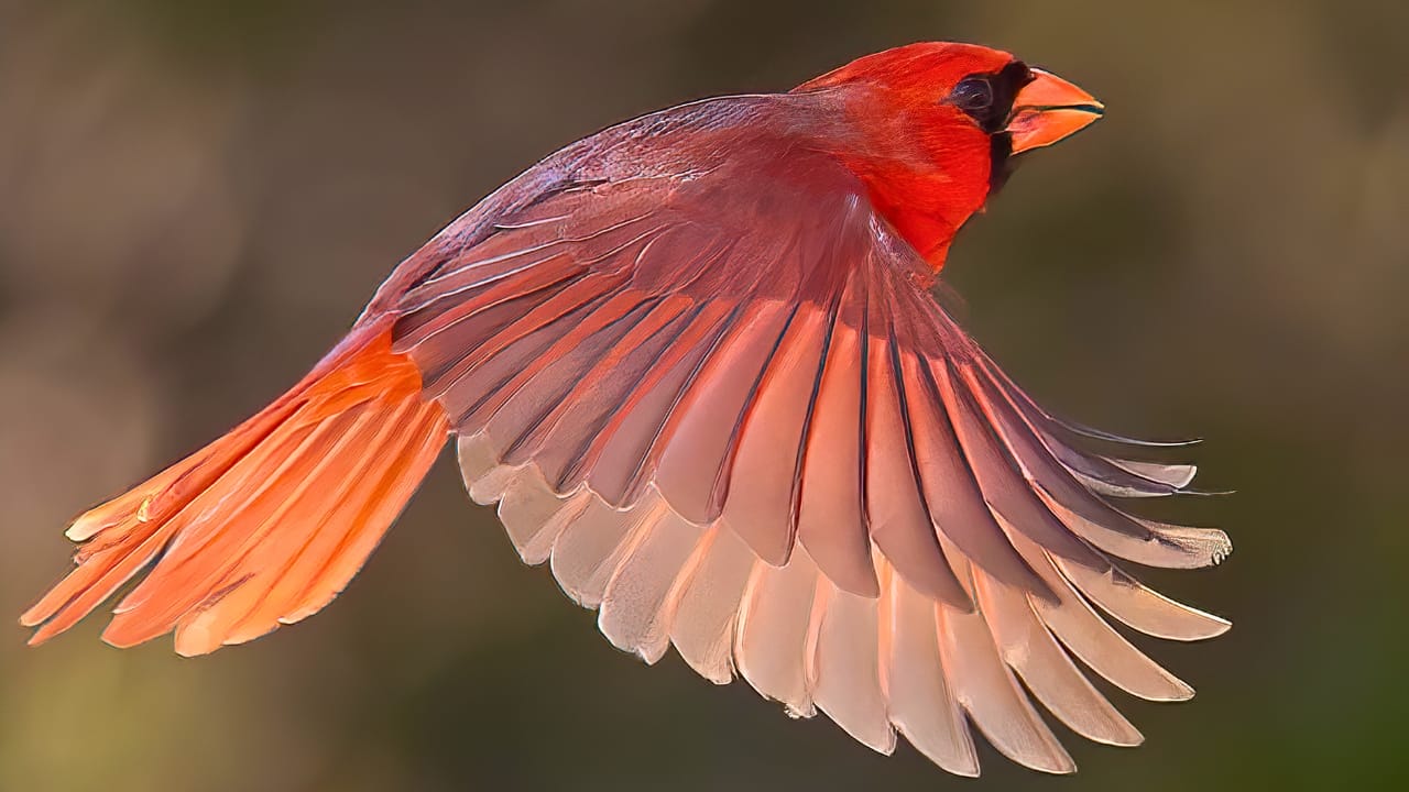 7 Reasons Cardinals Are Icons of Christmas Cheer 7 7 Reasons Cardinals Are Icons of Christmas Cheer - cardinal ss1917672128 degm