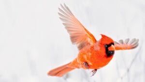 what it means when you see a red cardinal & why everyone believes they're messages from heaven 1 what it means when you see a red cardinal & why everyone believes they're messages from heaven - cardinal ss2241311251 degm