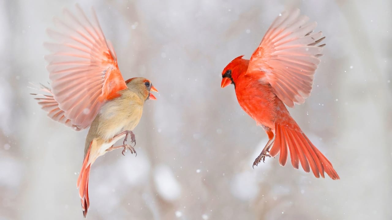 7 Reasons Cardinals Are Icons of Christmas Cheer 4 7 Reasons Cardinals Are Icons of Christmas Cheer - cardinal ss2270465749 degm