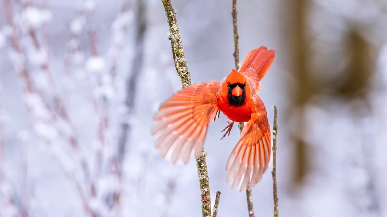 7 Reasons Cardinals Are Icons of Christmas Cheer 3 7 Reasons Cardinals Are Icons of Christmas Cheer - cardinal ss2435485875 degm